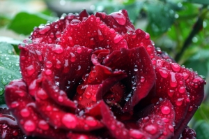 rose1