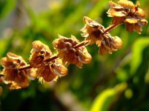 aaa