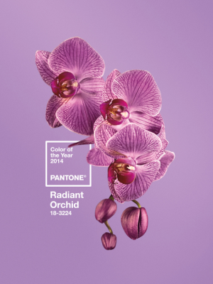 radiant orchid 2014